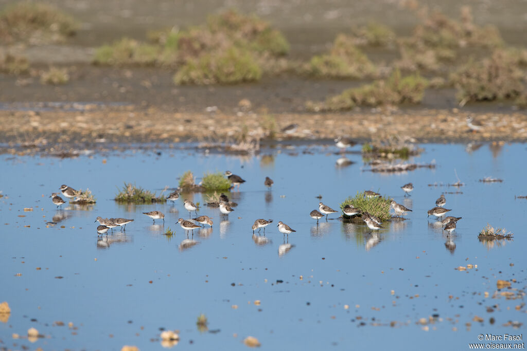 Bécasseau minute, pêche/chasse