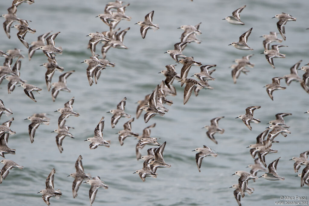 Bécasseau sanderling, Vol