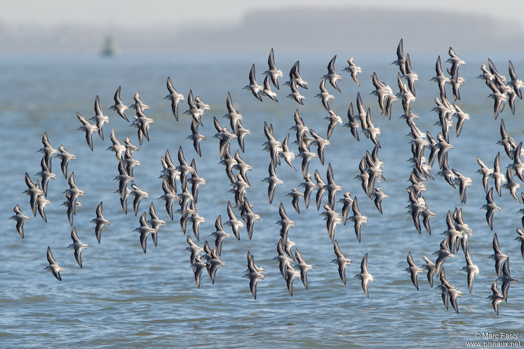 Bécasseau sanderling, Vol