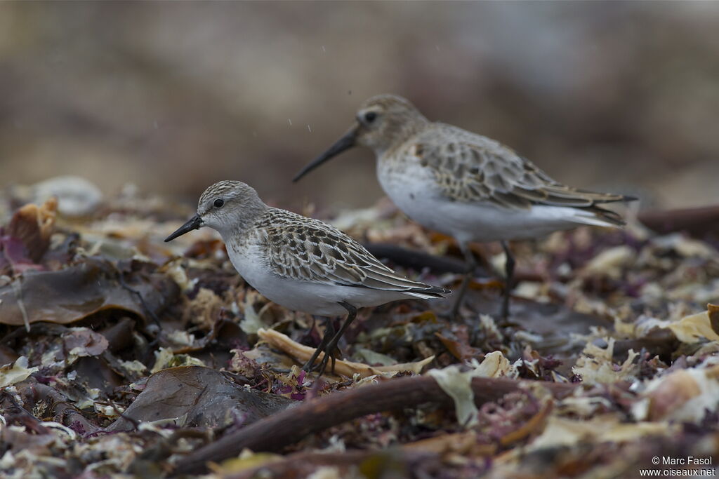Semipalmated SandpiperFirst year, feeding habits