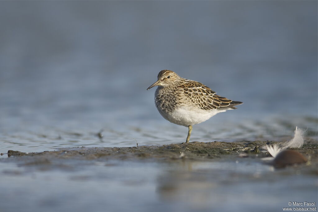 Pectoral Sandpiperjuvenile, identification