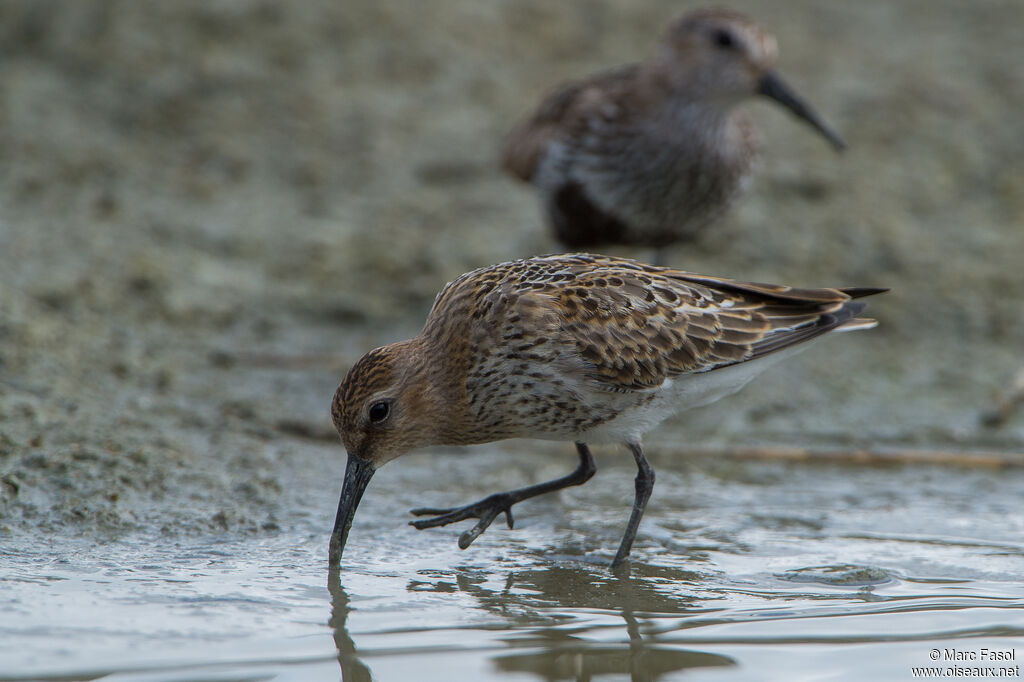 Bécasseau variable
