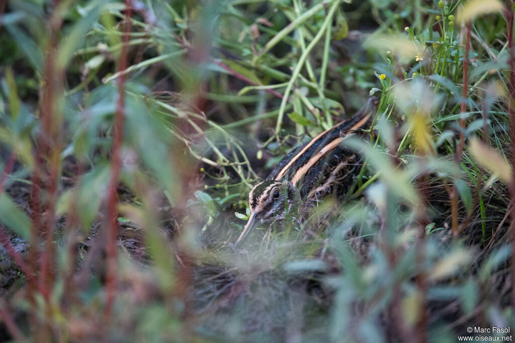 Bécassine sourdeadulte, identification, camouflage