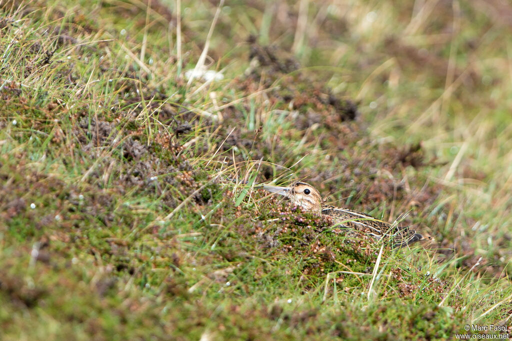 Bécassine sourde, camouflage