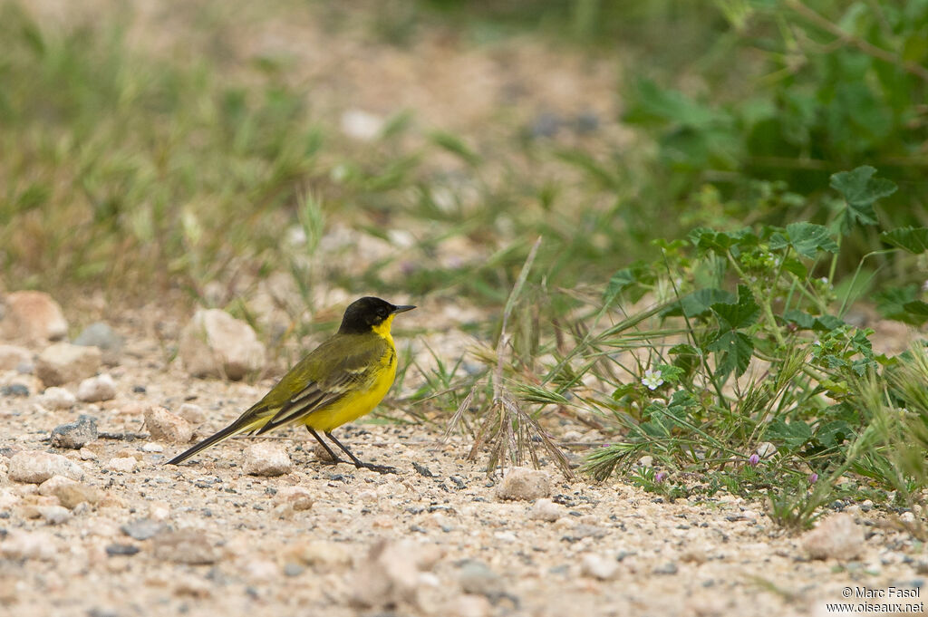 Bergeronnette des Balkans mâle adulte, identification