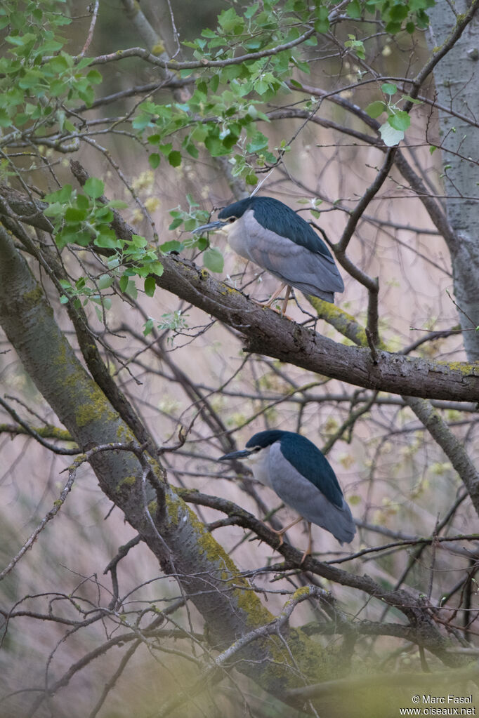 Bihoreau gris, habitat, camouflage