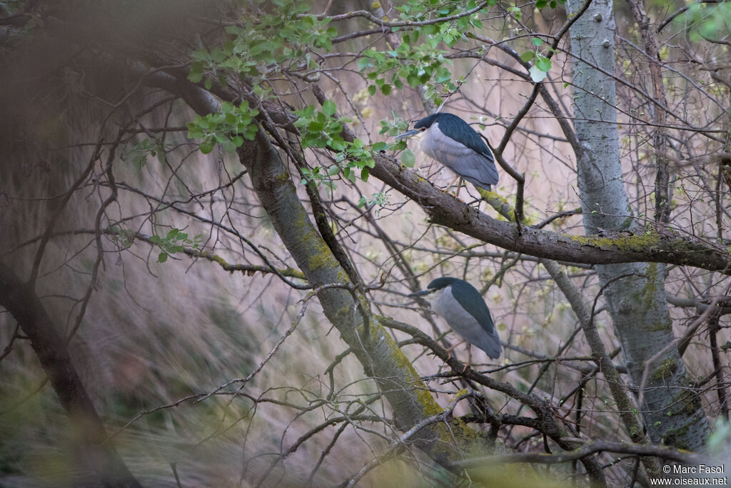 Bihoreau gris, habitat, camouflage