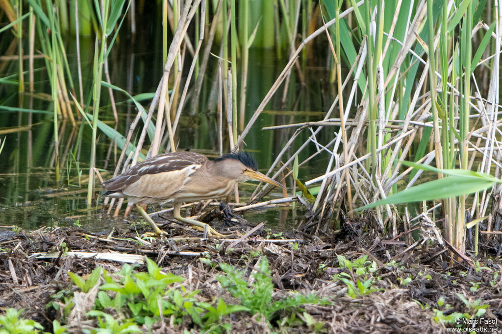 Blongios nain femelle adulte nuptial, identification, camouflage, marche, pêche/chasse