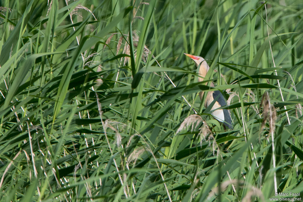 Blongios nain mâle adulte nuptial, habitat, chant