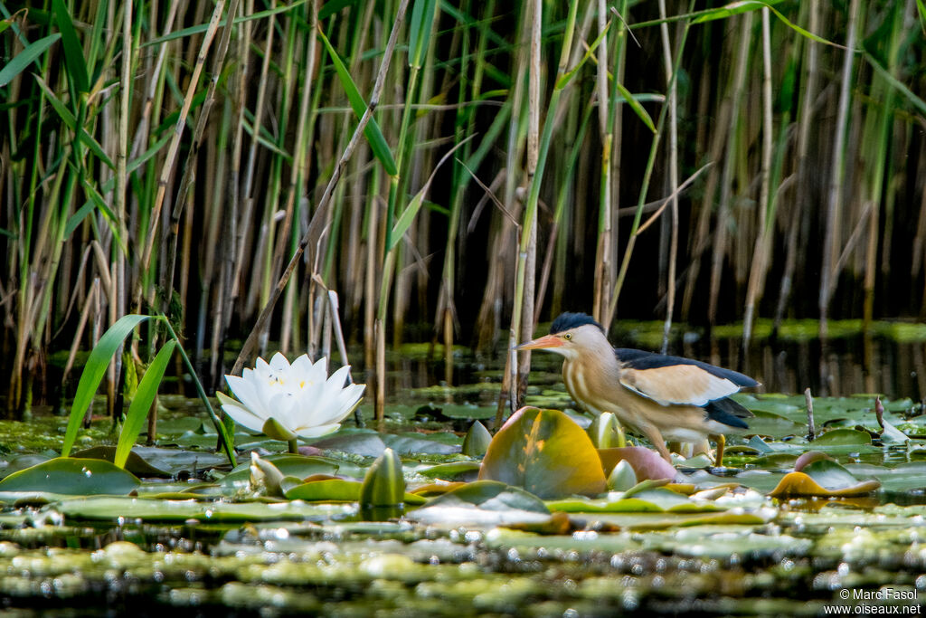 Blongios nain mâle adulte nuptial, identification, pêche/chasse