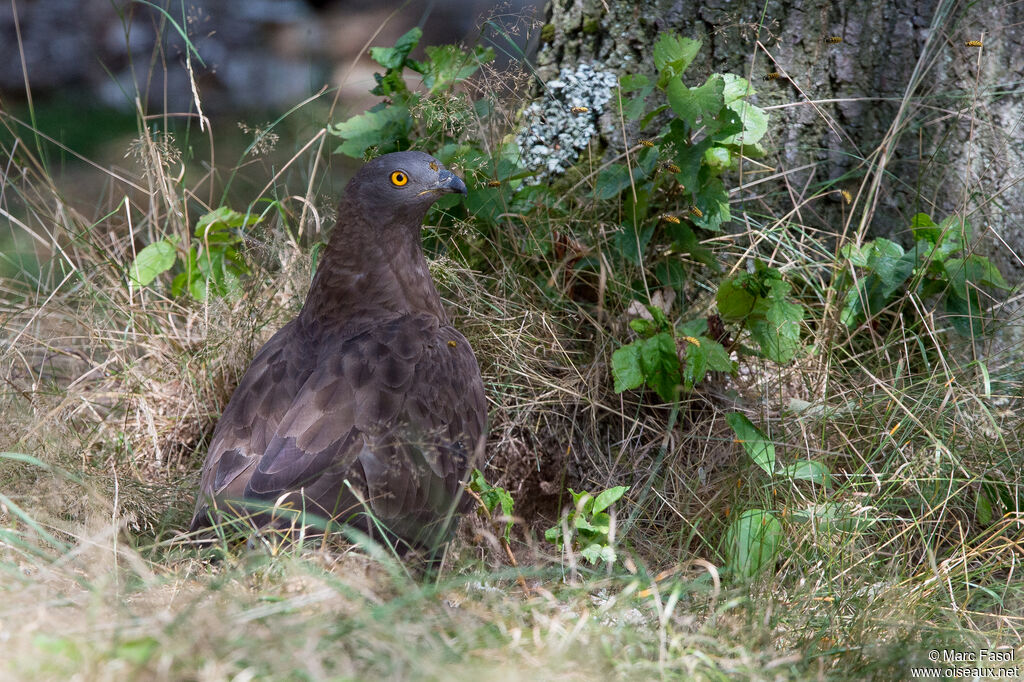 European Honey Buzzard male adult, identification, feeding habits