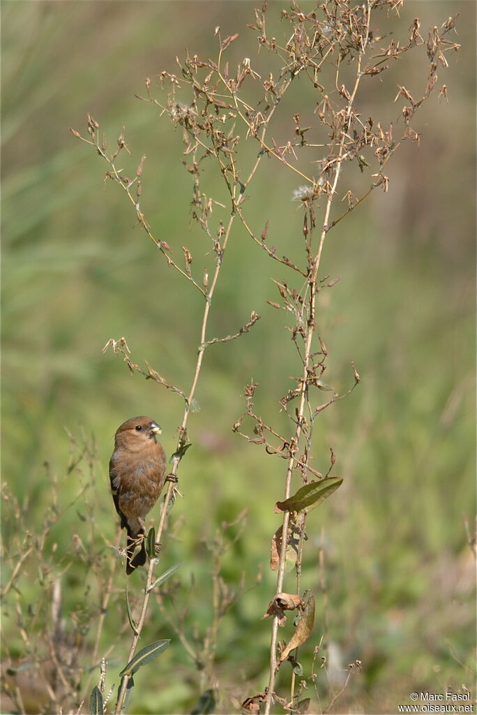 Eurasian Bullfinch female First year, identification, feeding habits