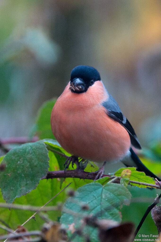 Eurasian Bullfinch male adult, identification, eats