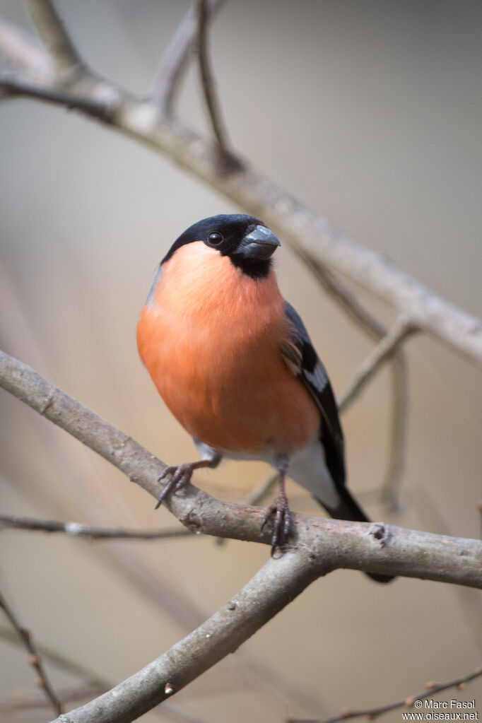 Eurasian Bullfinch male adult, identification