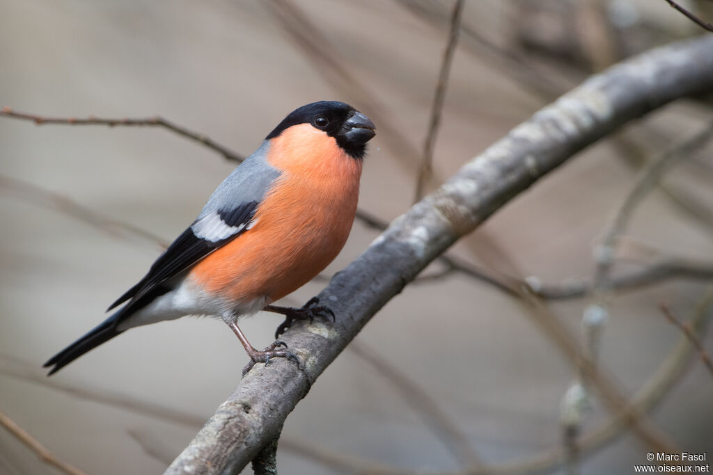 Eurasian Bullfinch male adult, identification