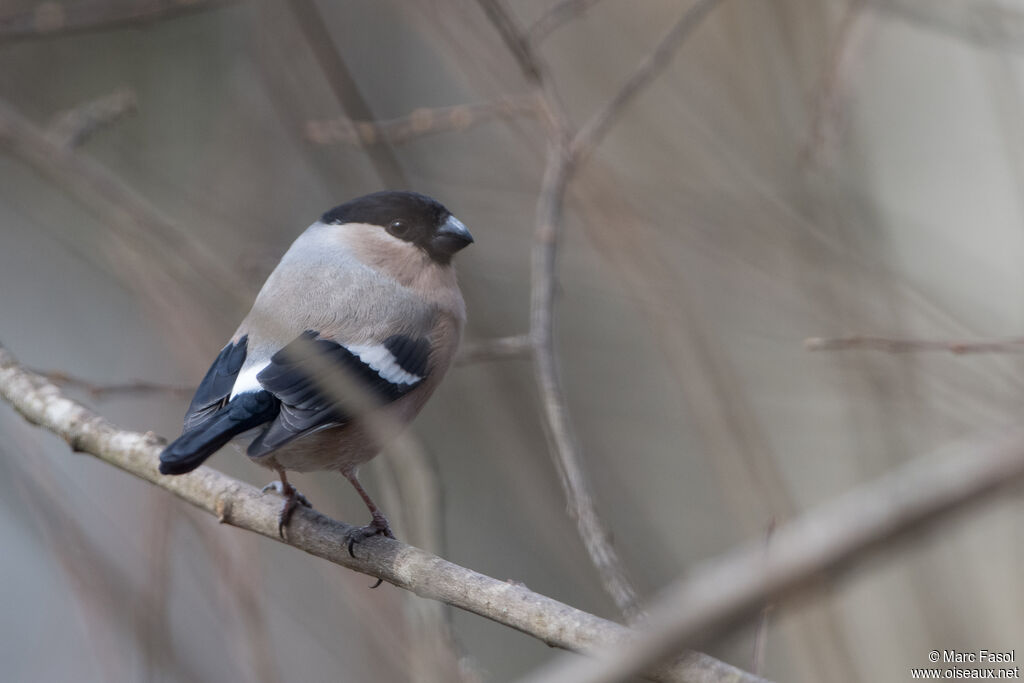 Eurasian Bullfinch female adult, identification