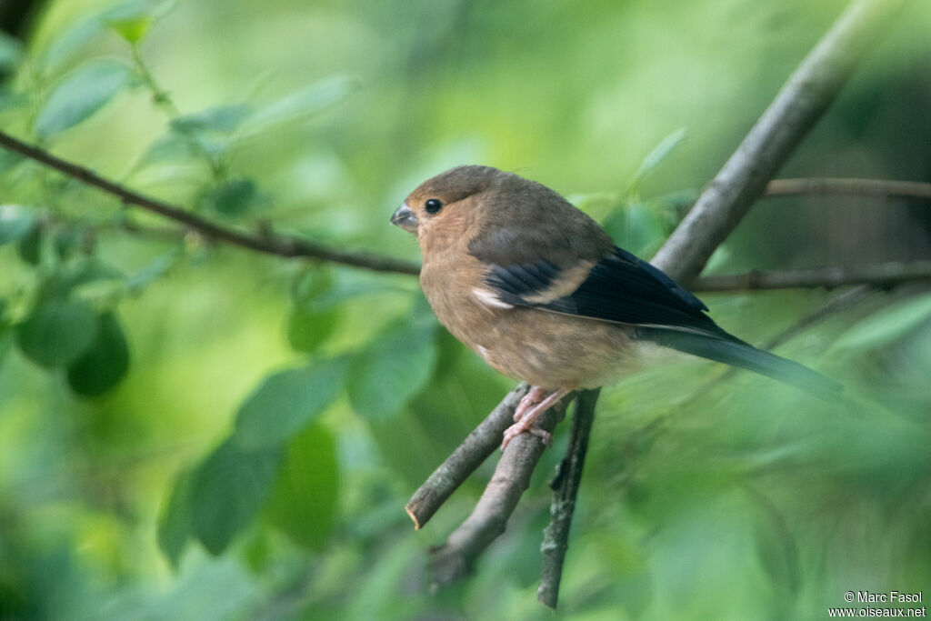 Eurasian Bullfinchjuvenile