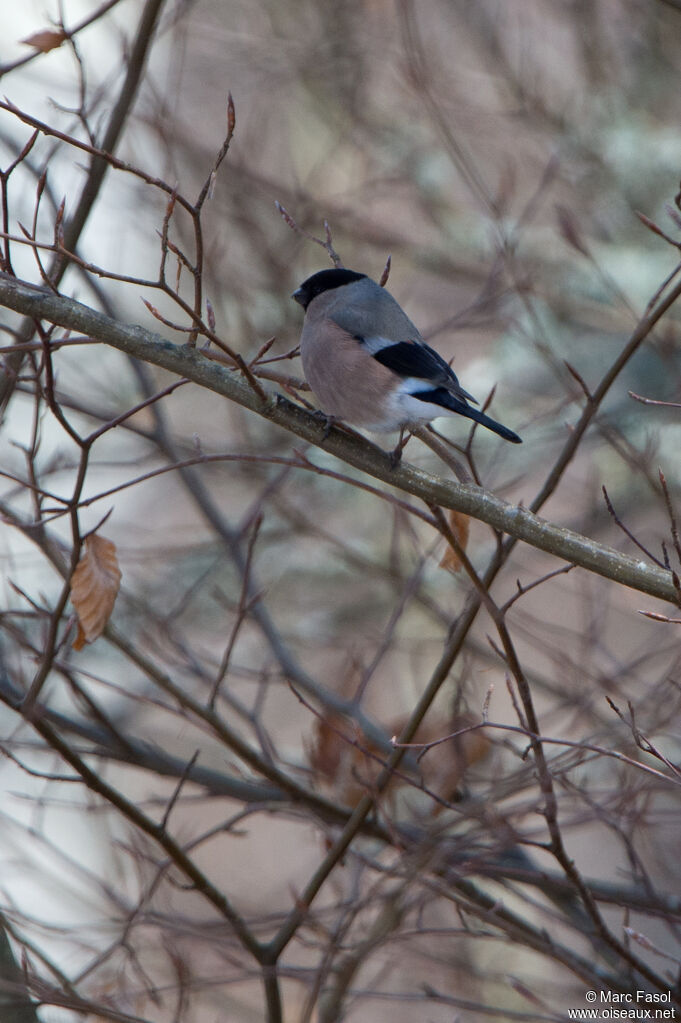 Eurasian Bullfinch female adult, identification