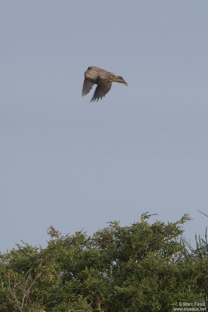 Cretzschmar's Bunting male adult, Flight