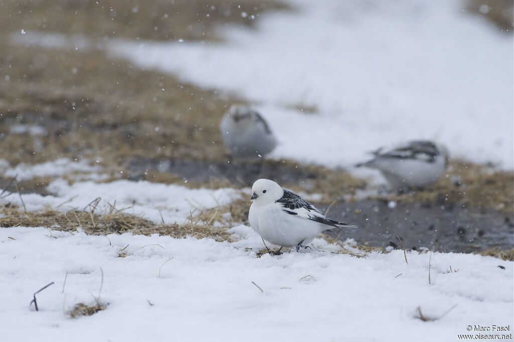 Bruant des neigesadulte, identification