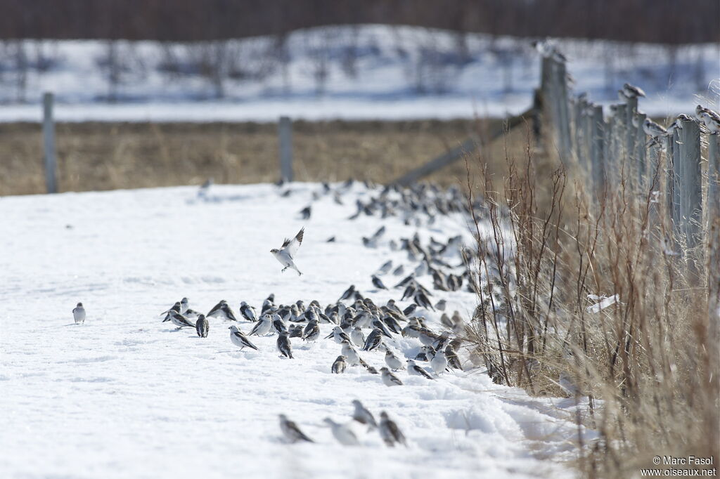 Bruant des neiges, identification, Comportement
