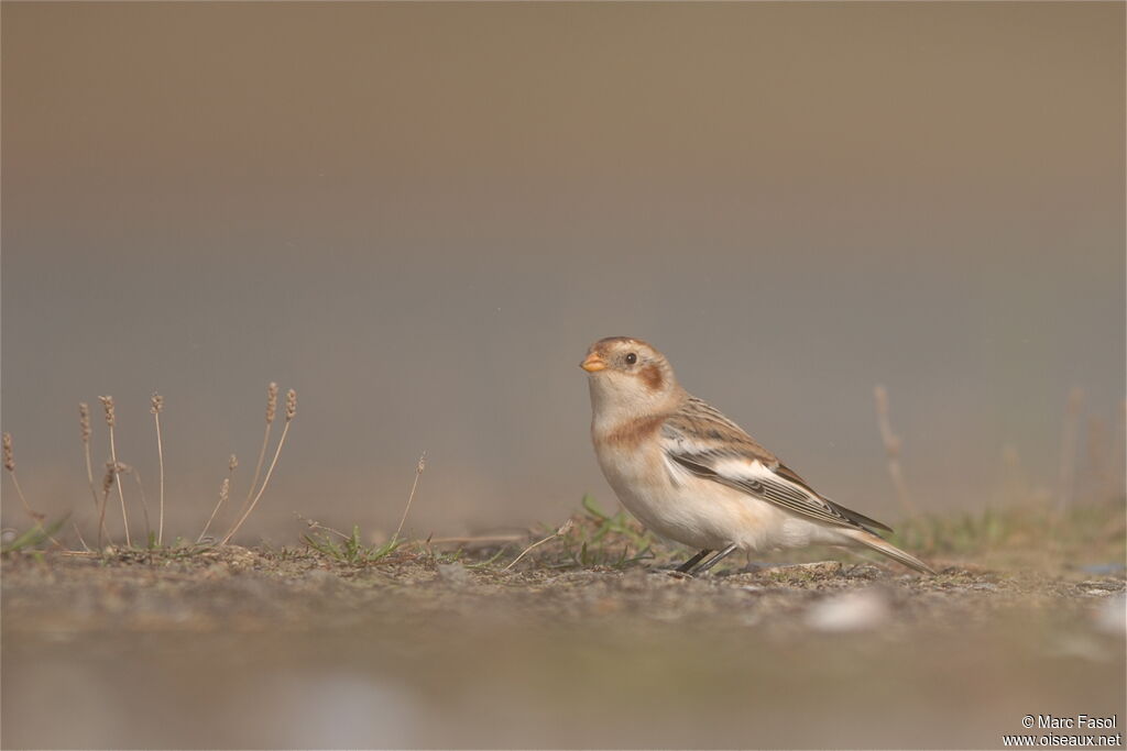 Snow Bunting male adult post breeding, identification