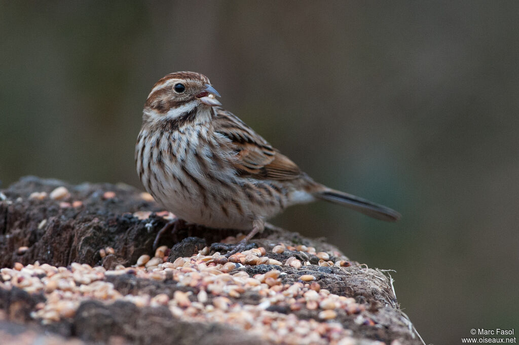 Bruant des roseaux femelle adulte, identification