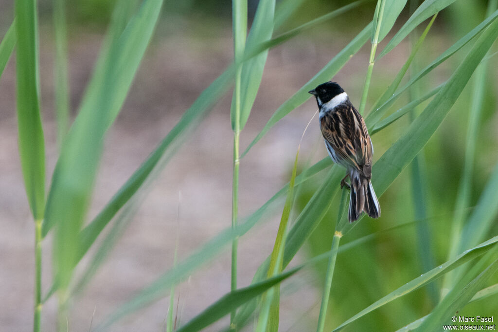Bruant des roseaux mâle adulte nuptial, identification