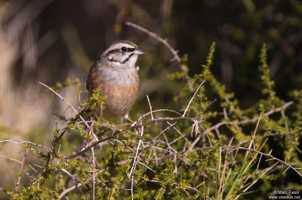 Bruant fou mâle, habitat