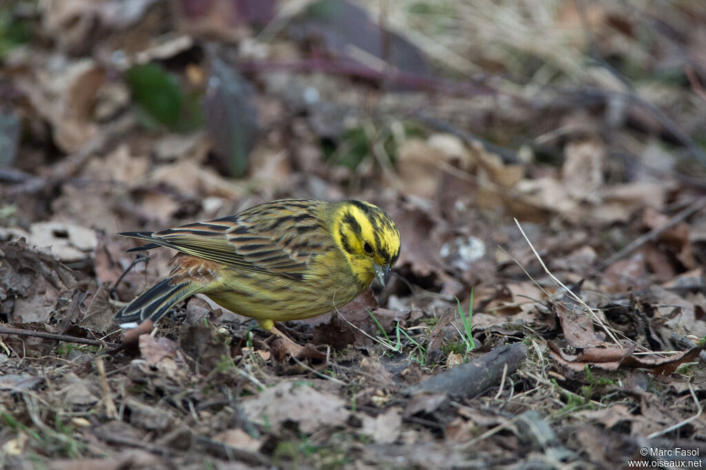 Yellowhammer male adult, identification