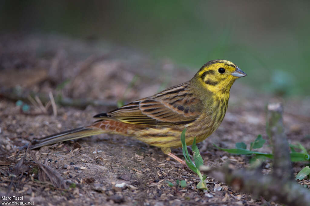 Yellowhammer male adult breeding, identification, eats