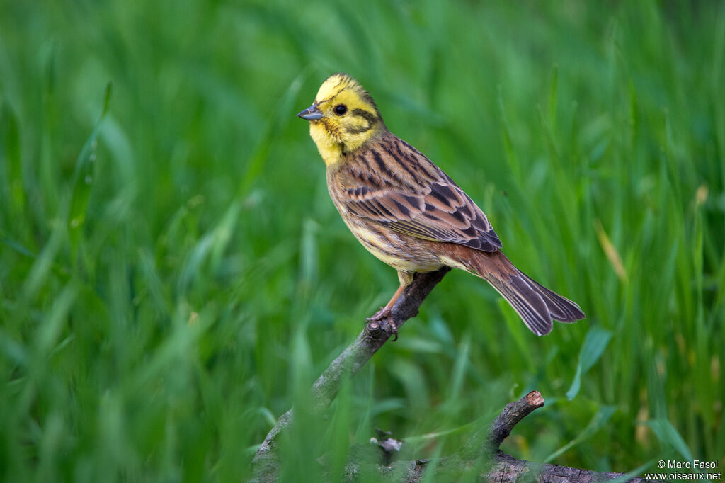 Yellowhammer male adult, identification