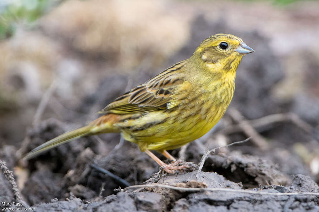 Bruant jaune femelle adulte nuptial, identification