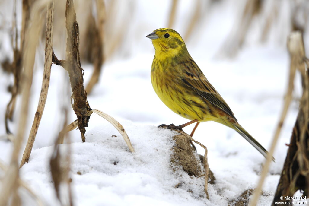 Bruant jaune mâle adulte internuptial, identification