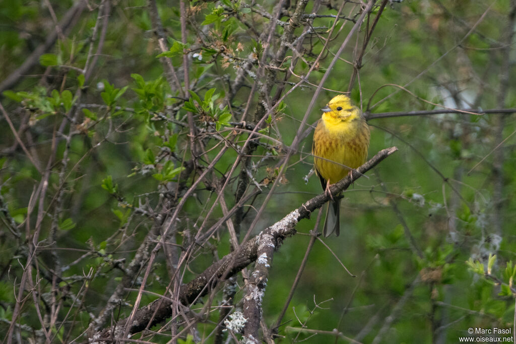 Bruant jaune mâle adulte nuptial, habitat