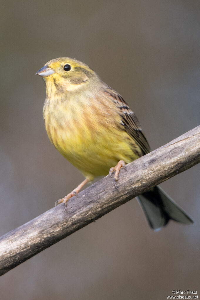 Yellowhammer male subadult