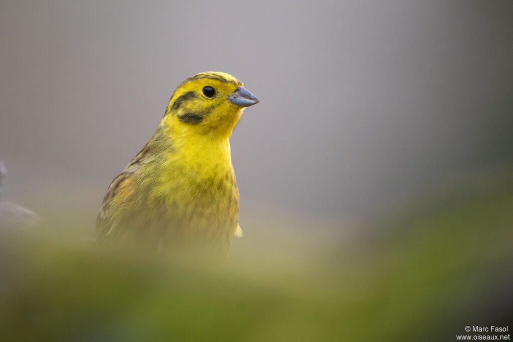 Bruant jaune mâle adulte nuptial, portrait