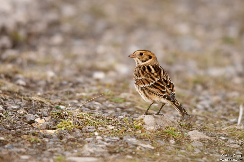 Lapland Longspuradult post breeding, identification