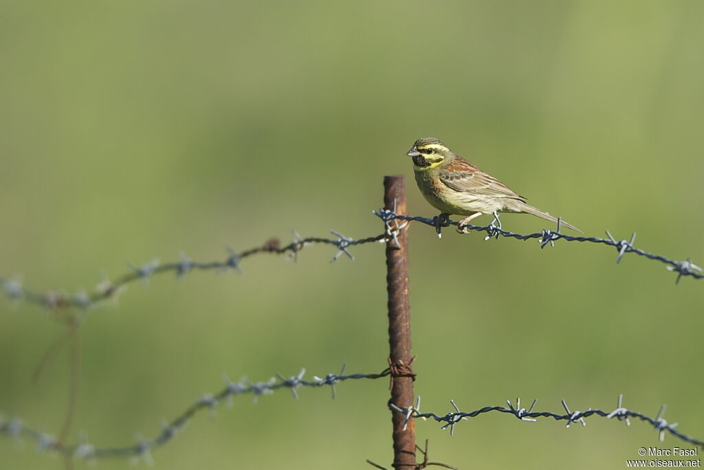 Bruant zizi mâle adulte, identification