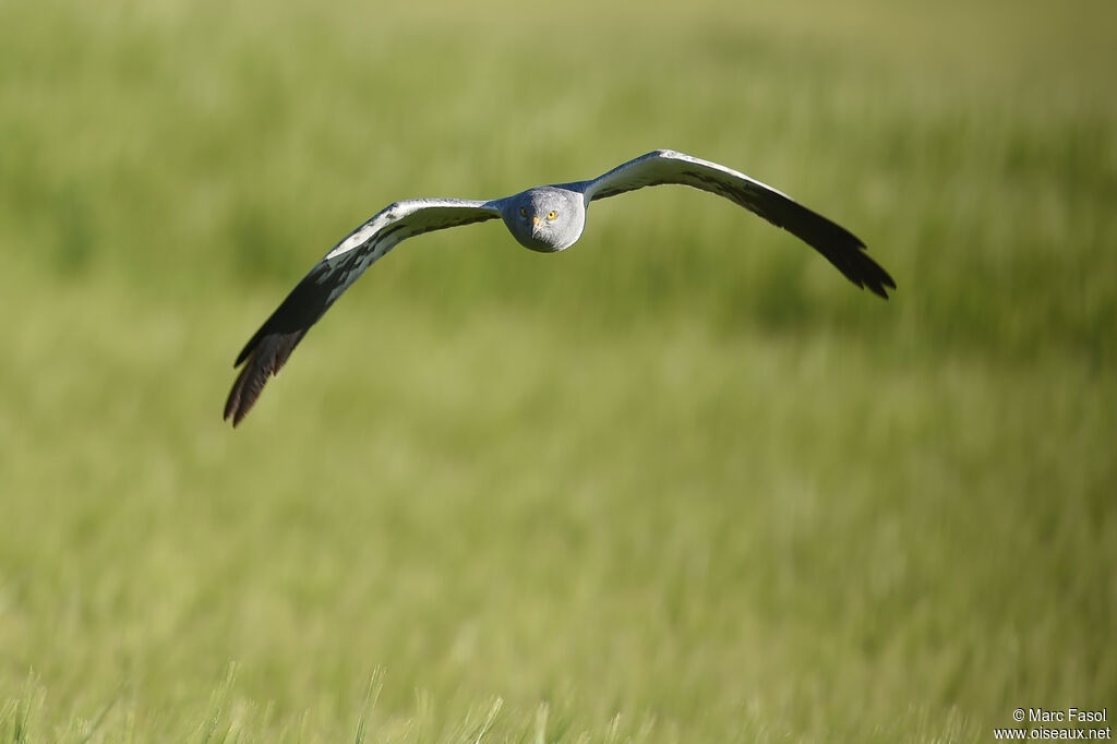 Montagu's Harrier male adult breeding, Flight