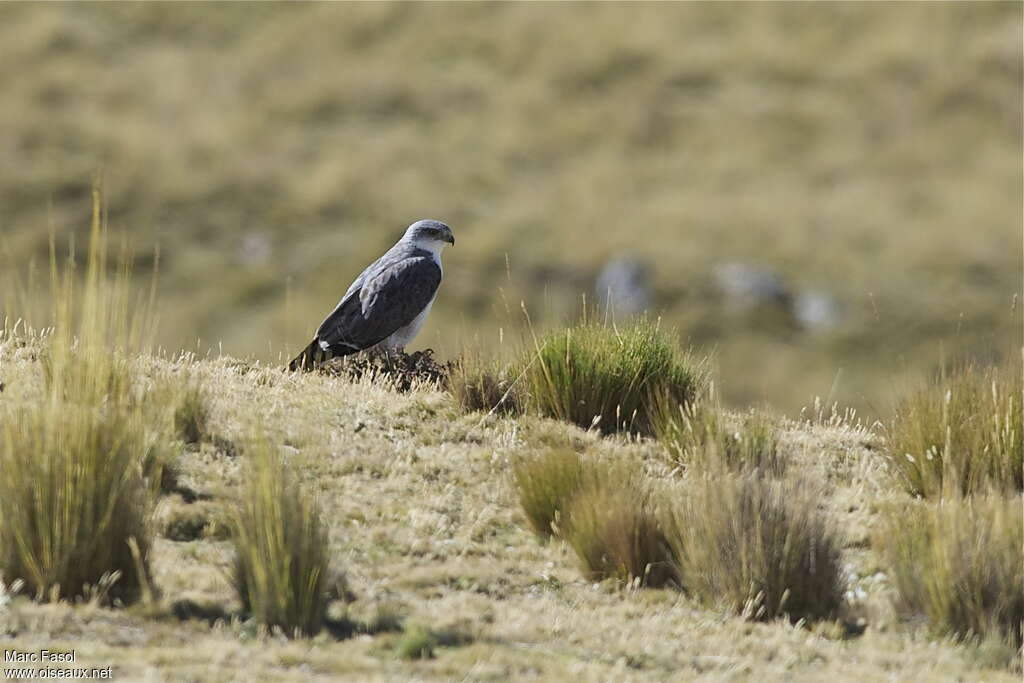 Variable Hawkadult, identification