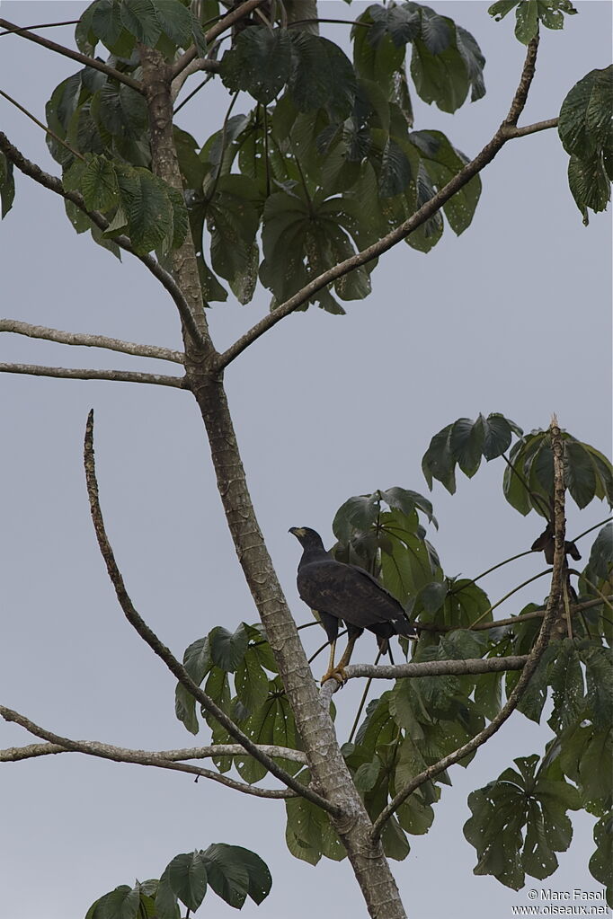 Buse urubuadulte, identification, Comportement