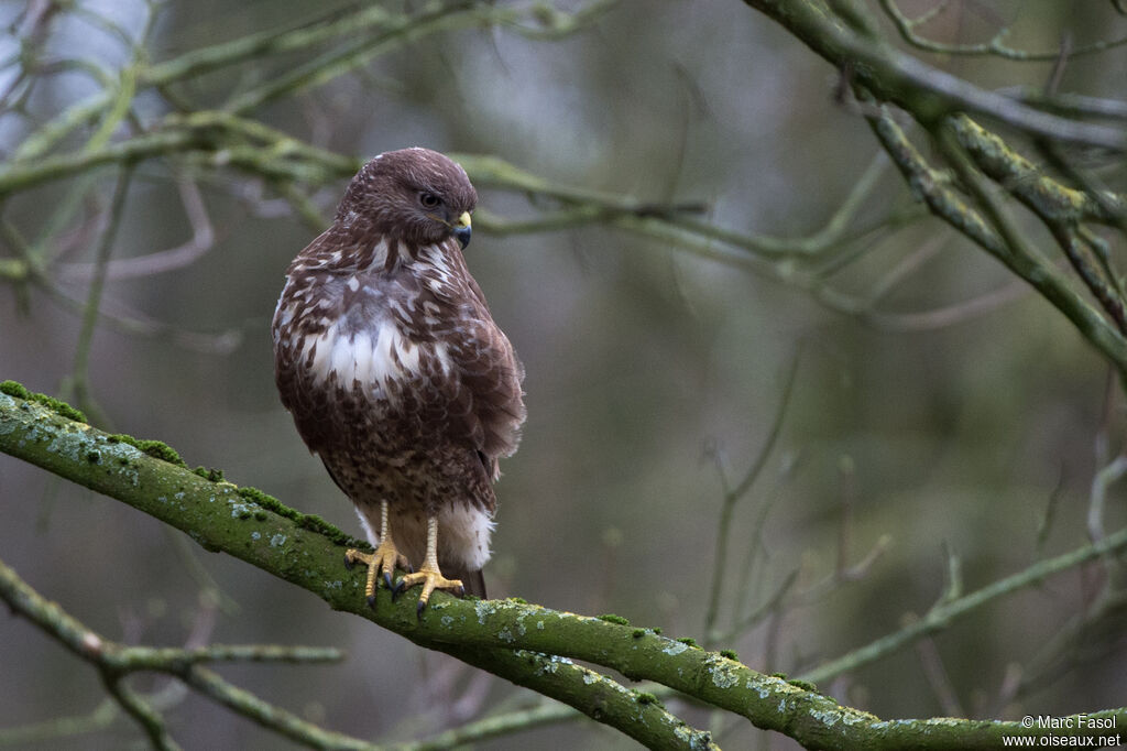 Buse variableadulte, identification, pêche/chasse