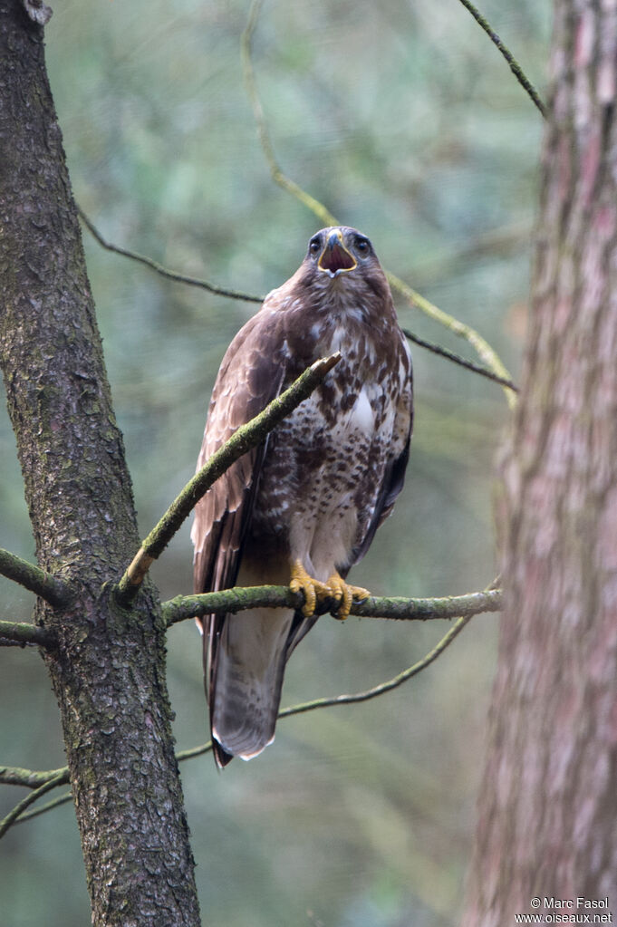 Buse variableadulte, identification