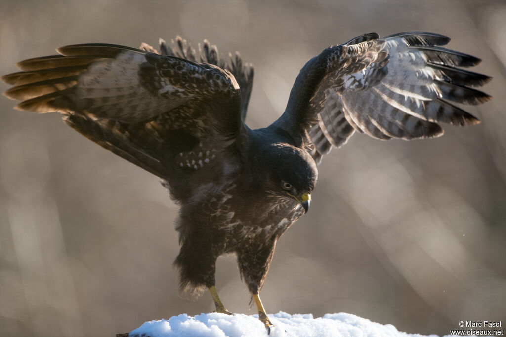 Buse variable, Vol