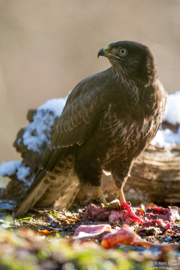 Buse variable, identification, régime, mange