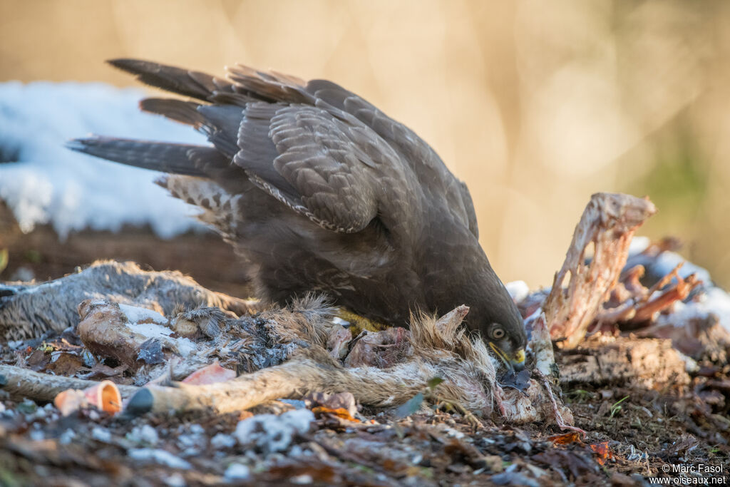 Buse variablesubadulte, identification, mange