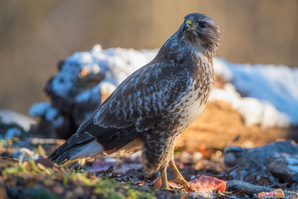 Buse variableadulte, identification, mange