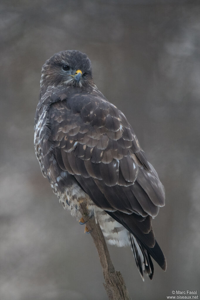 Buse variable