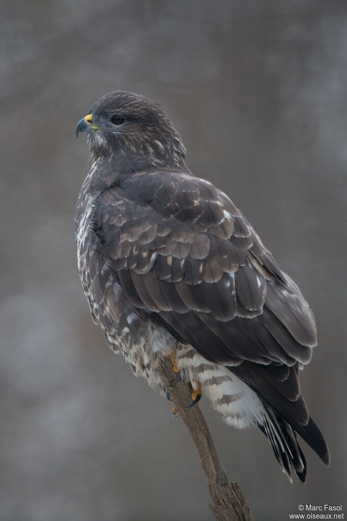 Buse variable